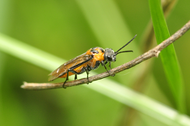 Athalia rosae?